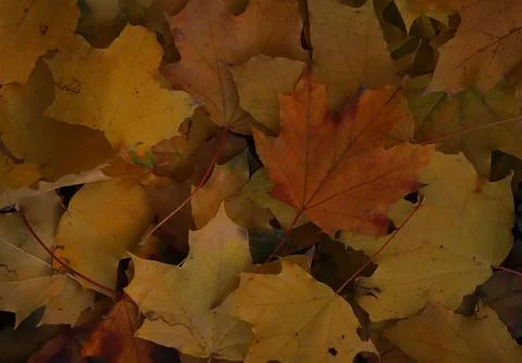 Maple leaves Stock Photos