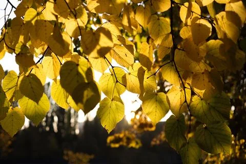 Maple leaves Stock Photos