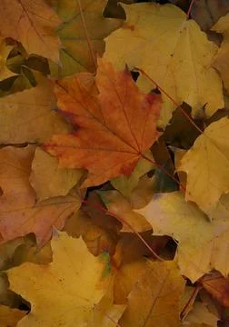 Maple leaves Stock Photos