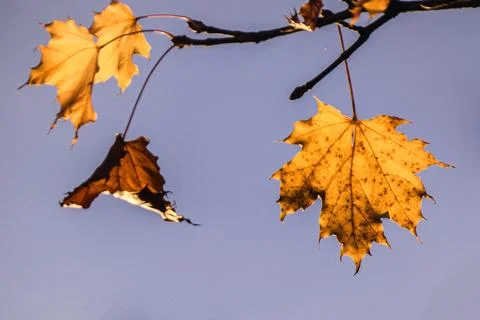 Maple leaves Stock Photos