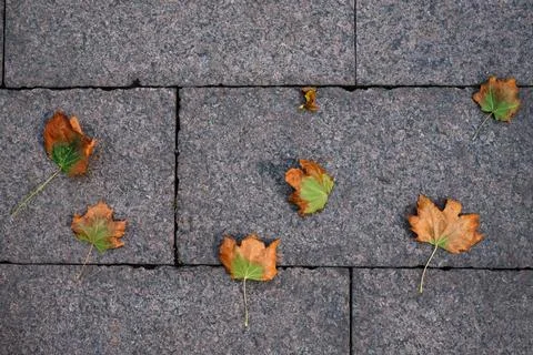 Maple leaves Stock Photos