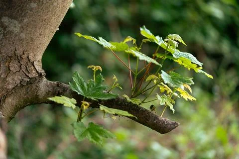 Maple leaves 库存照片