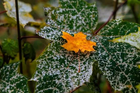 Maple leaves 库存照片