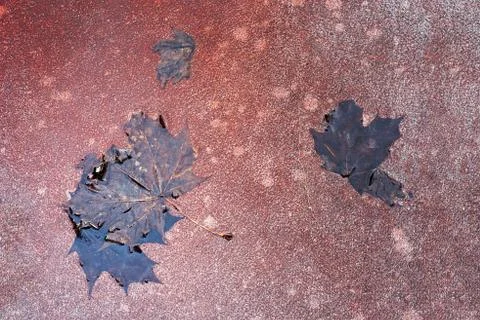 Maple leaves in the puddle Stock Photos