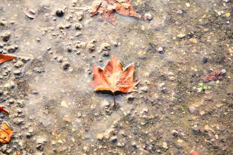 Maple leaves in a puddle Stock Photos