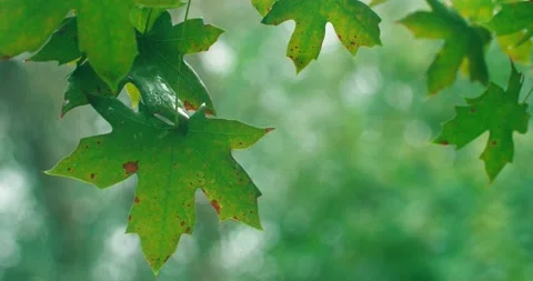 Maple leaves in the rain Stock Footage 234053302