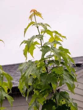 Maple leaves in the rain Stock Photos