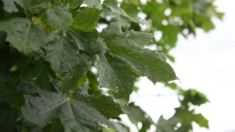 Maple leaves in raindrops on the wind after a thunderstorm Stock Footage 199280665