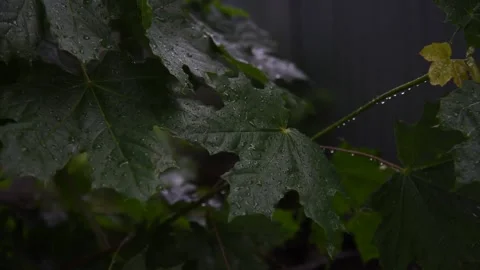 Maple leaves in raindrops on the wind after a thunderstorm Stock Footage 199280668