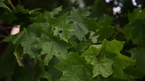 Maple leaves in raindrops on the wind after a thunderstorm Stock Footage 199280670