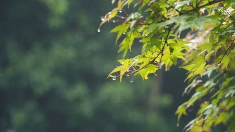Maple leaves on rainy day Stock Footage 111461308