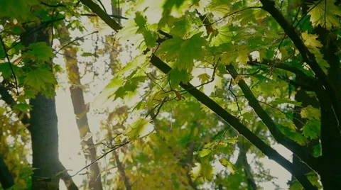 Maple leaves in the rays of the autumn sun Stock Footage 60737345