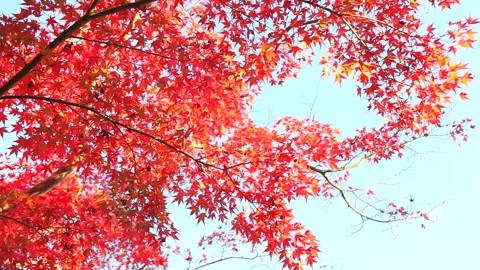 Maple Leaves: Red and Blue Sky Vídeo Stock 332392246
