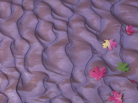 MAPLE LEAVES ON RIVER BOTTOM Stock Photos