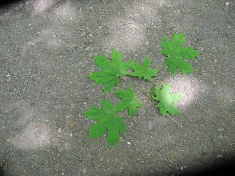 Maple leaves on the road Foto stock
