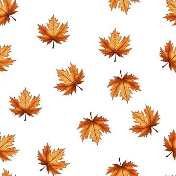 Maple leaves, seamless pattern on a white background. Maple leaves, seamle... Stock Photos