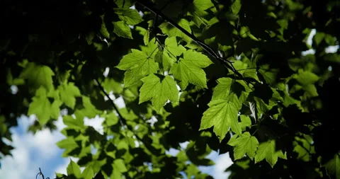 Maple leaves in shade Stock Footage 318089742