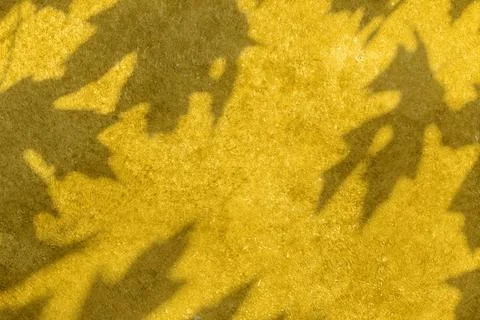 Maple leaves shadow on yellow concrete wall texture background Stock Illustration