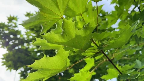 Maple leaves shine under the summer sun, creating a peaceful summer mood. Summer Stock Footage 311199560