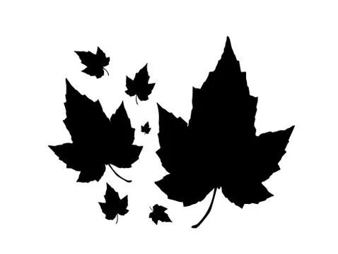 Maple leaves silhouette Stock Illustration