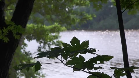 Maple leaves silhouetted against a shimmering lake Stock Footage 337801320
