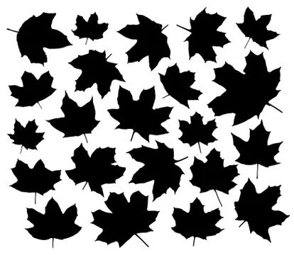 Maple leaves silhouettes set isolated on white background vector Stock Illustration