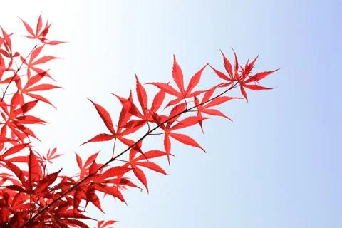 Maple leaves in the sky background Stock Photos
