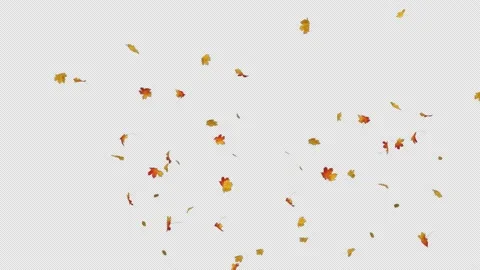 Maple Leaves Slow Explosion Stock Footage 156377014
