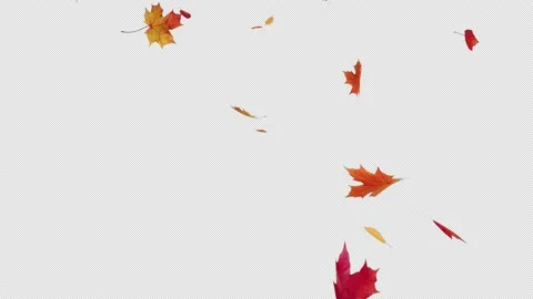 Maple Leaves Slow Falling Stock Footage 221906002