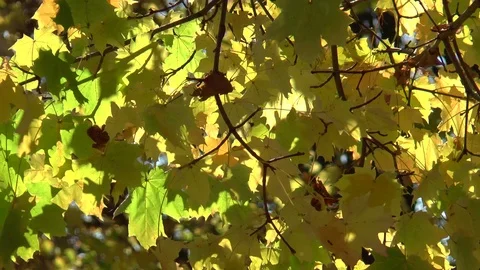 Maple Leaves Slow Motion Stock Footage 100976936