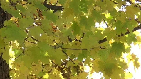 Maple Leaves Slow Motion Stock Footage 101052667