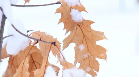 Maple leaves in the snow Stock Footage 46625065