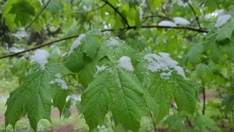 Maple leaves in the snow in May Stock-Footage 274783643