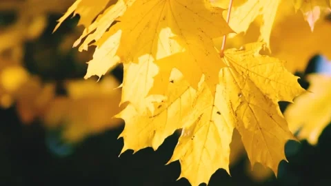 Maple leaves in spring Stock Footage 218061614