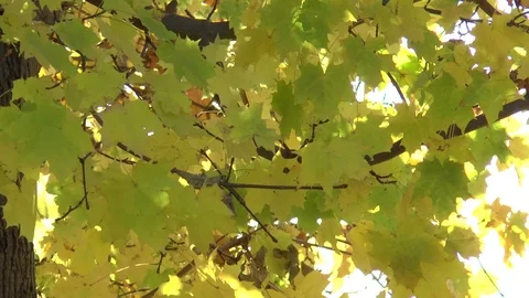 Maple Leaves In Strong Wind Slow Motion Stock Footage 101053499