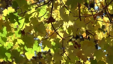 Maple Leaves Strong Wind Time lapse Stock Footage 100976179