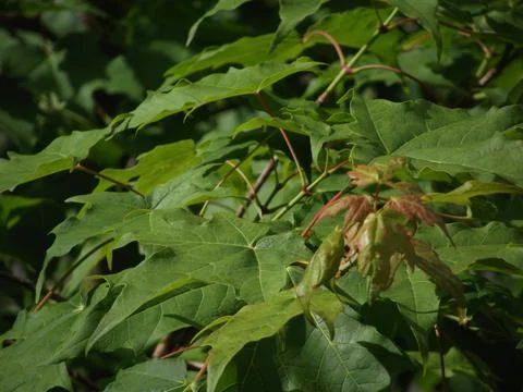 Maple leaves in summer bloom Foto stock