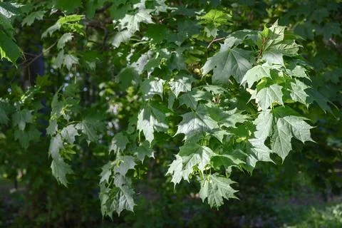 Maple leaves in the summer forest in the rays of the sun Stock Photos