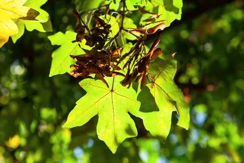 Maple leaves in the sun beam Stock Photos