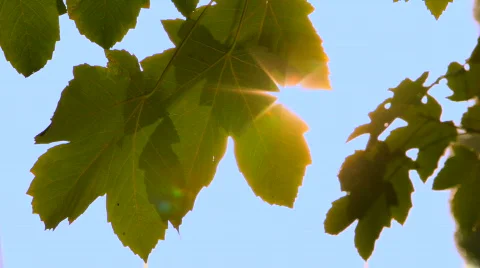 Maple leaves in the sun Video stock 856523