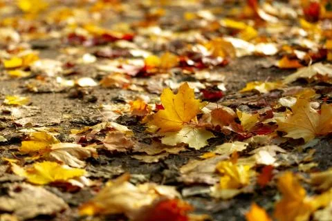Maple leaves in sun light Stock Photos