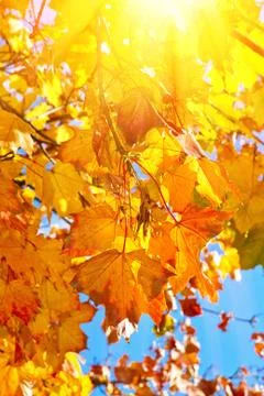 Maple leaves in the sun Foto stock