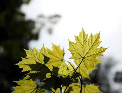 Maple leaves in the sun Foto stock