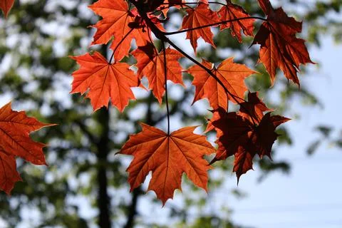 Maple leaves in the sun Foto stock