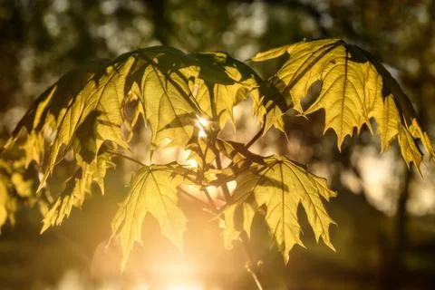 Maple leaves sunlight backgrounds Stock Photos