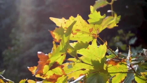 Maple leaves in the sunlight sway slightly in the wind. Stock Footage 315177129