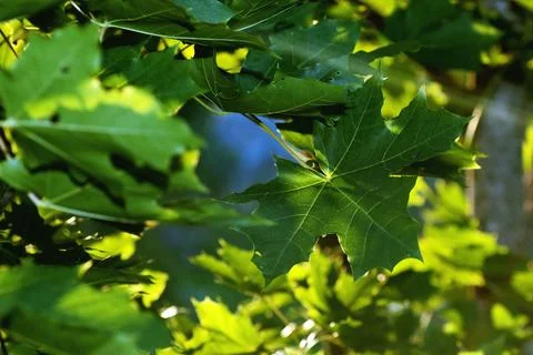 Maple leaves at sunset Stock Photos
