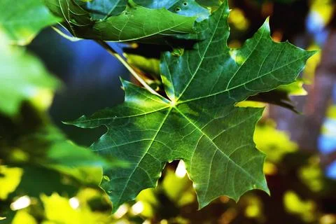 Maple leaves at sunset Stock Photos