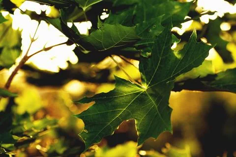 Maple leaves at sunset Stock Photos