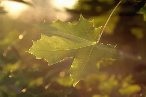 Maple leaves at sunset Stock Photos